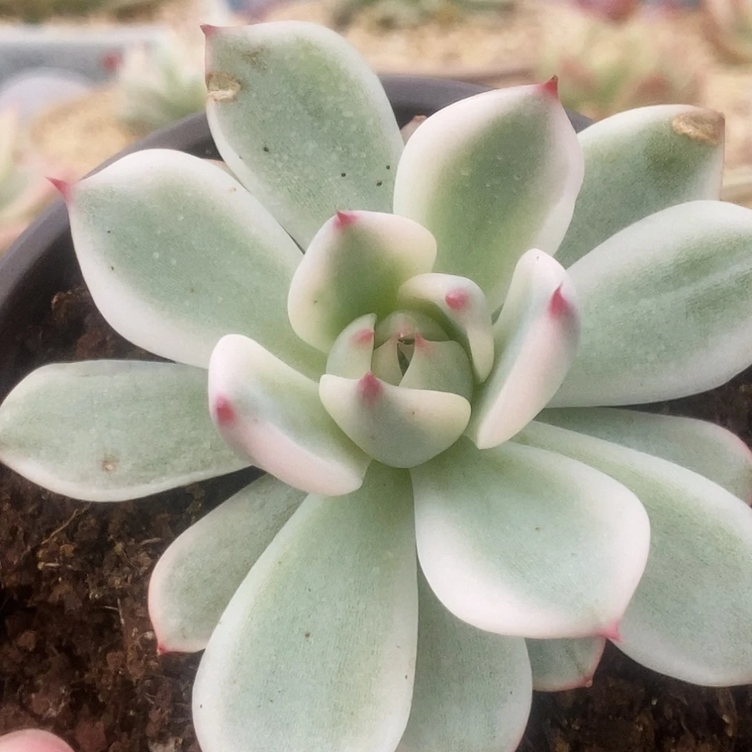 005锦锦锦锦锦锦锦锦