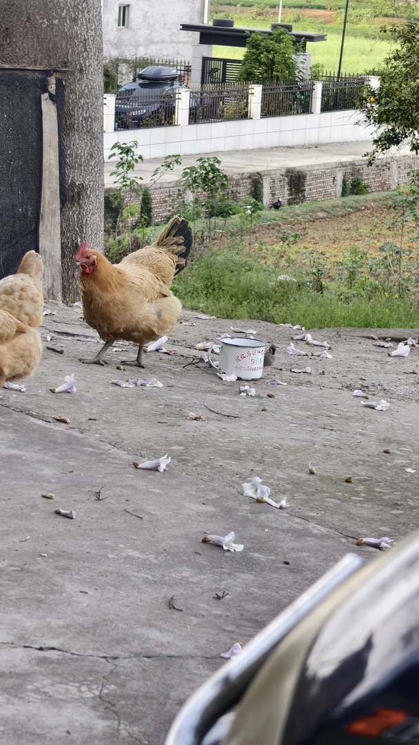 四川蓬安土鸡老母鸡毛重3手工现杀带内脏