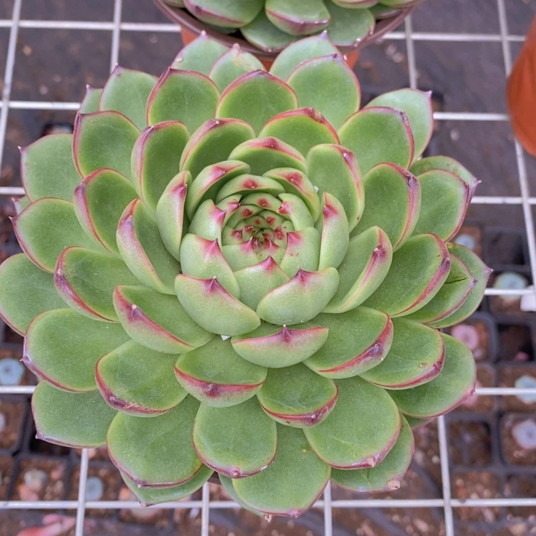月亮石大单头精控精养