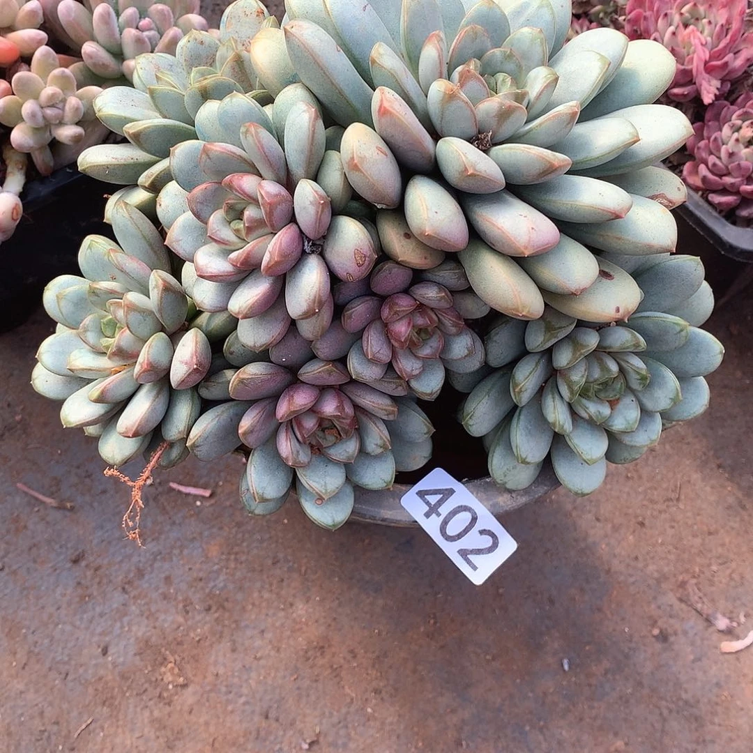 402葡萄 一物一拍多肉！