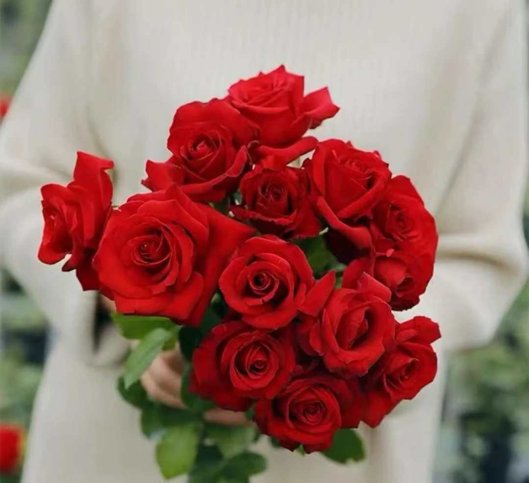 【中国红】红色重瓣大花四季花卉耐寒耐热南北方阳台庭院盆栽地栽花