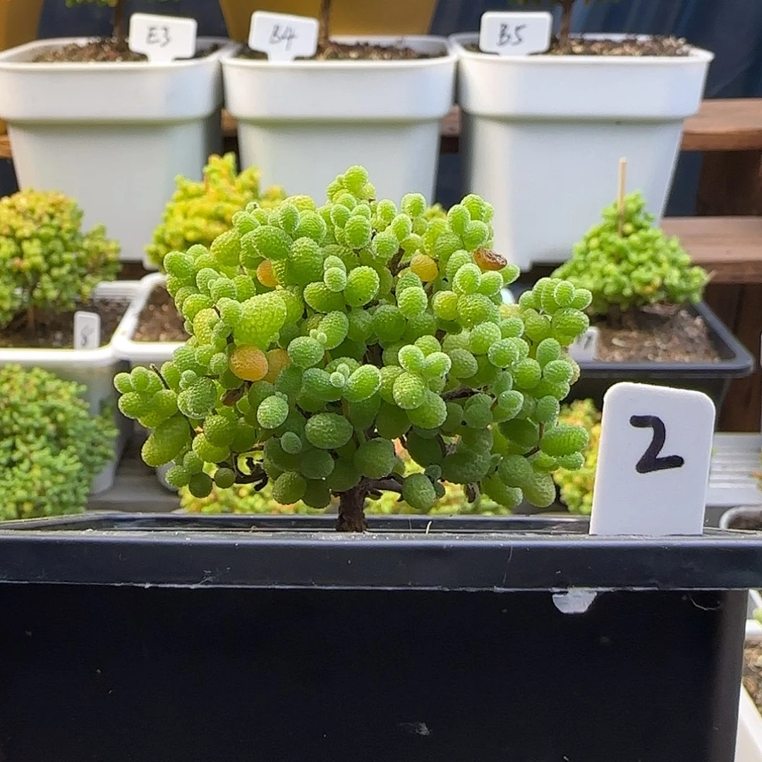 金桔糖球一物一拍