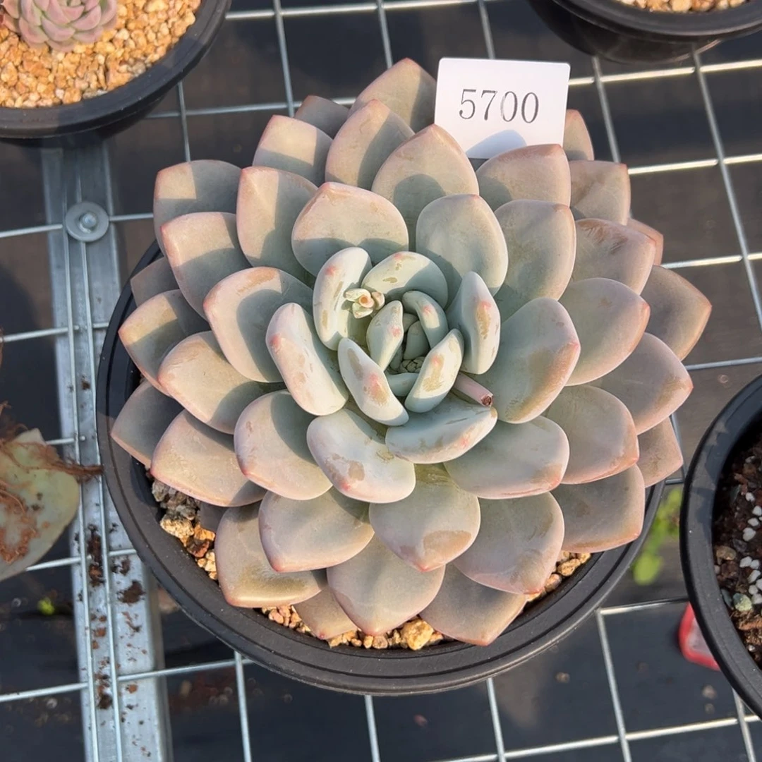 一****界5700多肉的的的的的