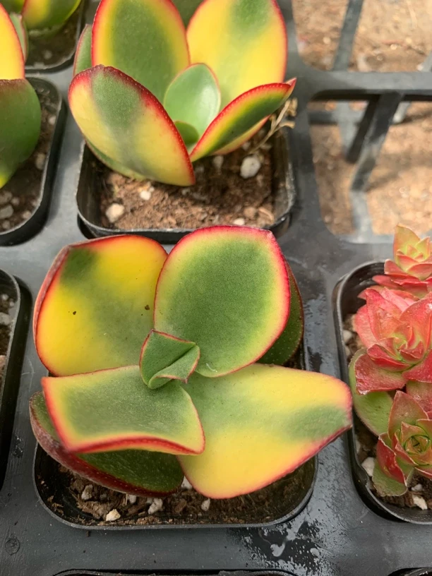 234号（凑单满12.8元包邮）新花月锦多肉