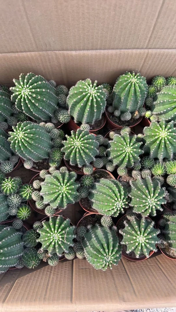 满十八包邮【水仙5号大彩草】