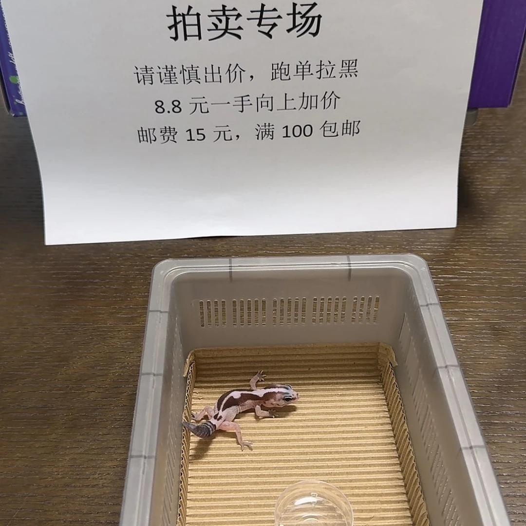 肥尾守宫奥利奥祖鲁母温