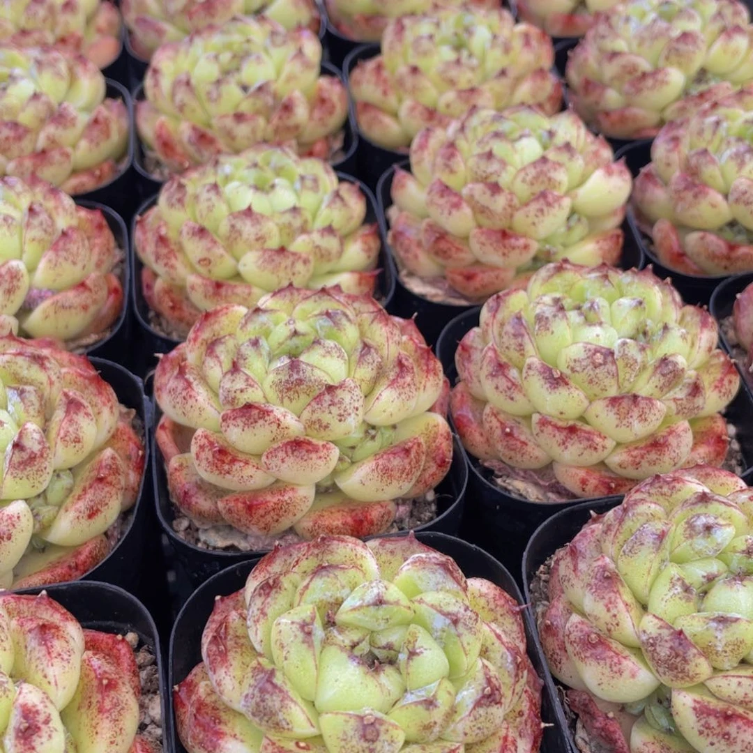 量拍32号 丸叶黑森林大单头一个