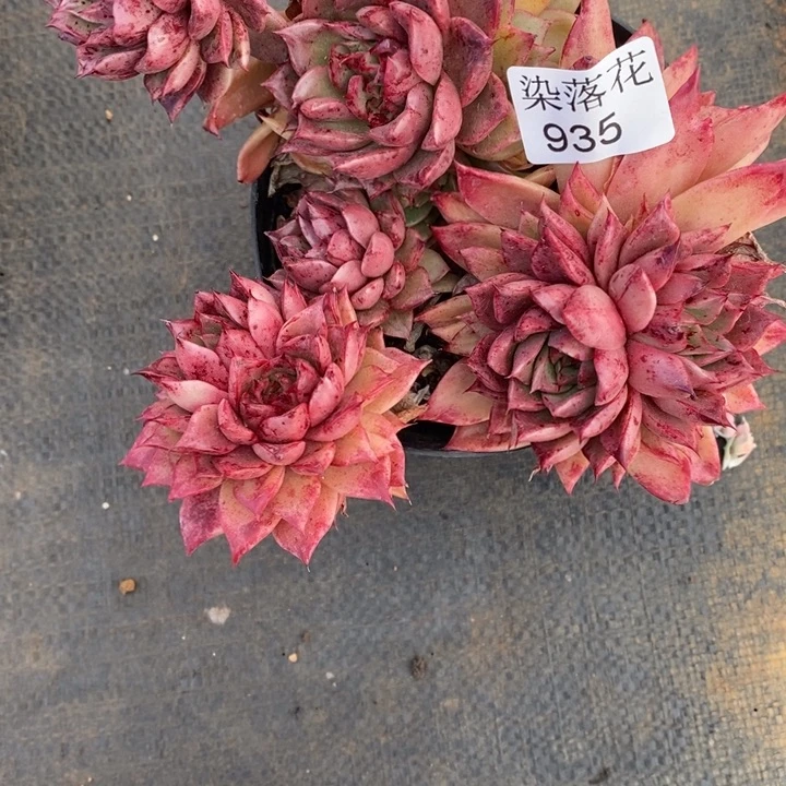 精品多肉植物935