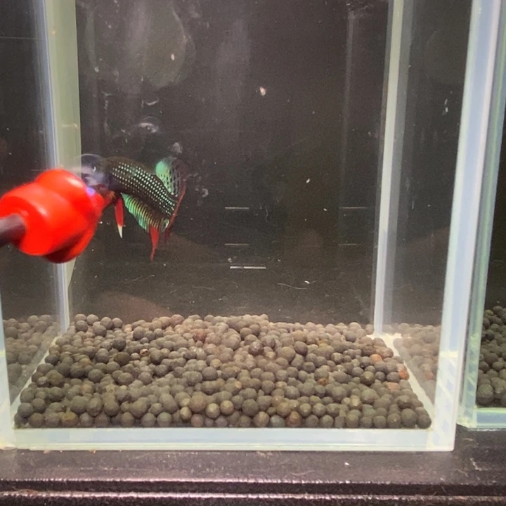 斗鱼泰国斗鱼379号