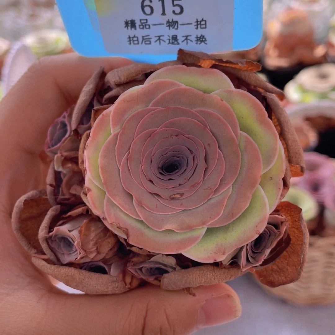 山地玫瑰615裸根发货不售后