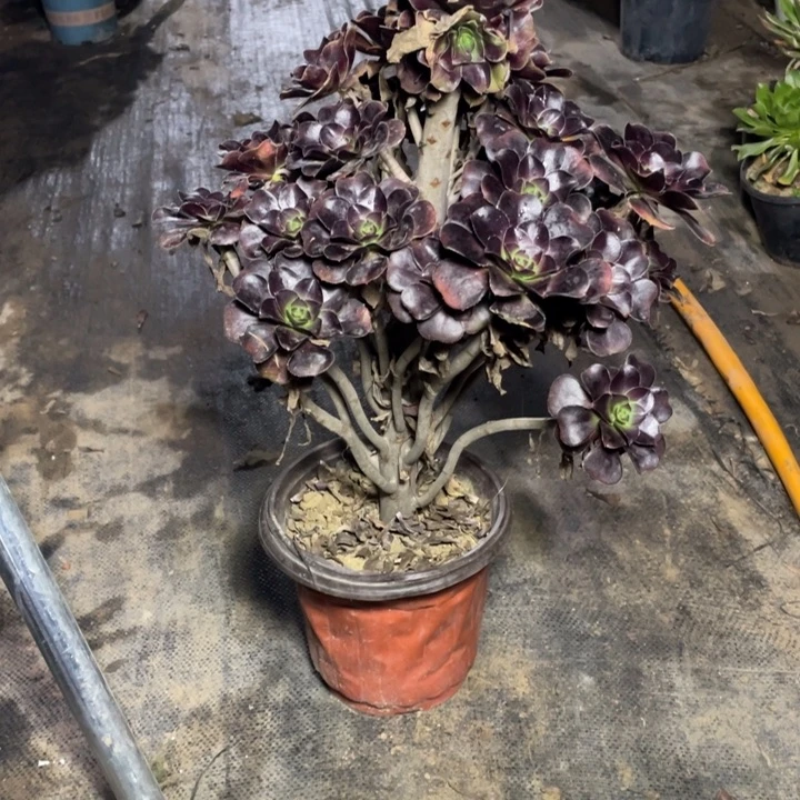 43圆叶黑法师多肉植物多肉