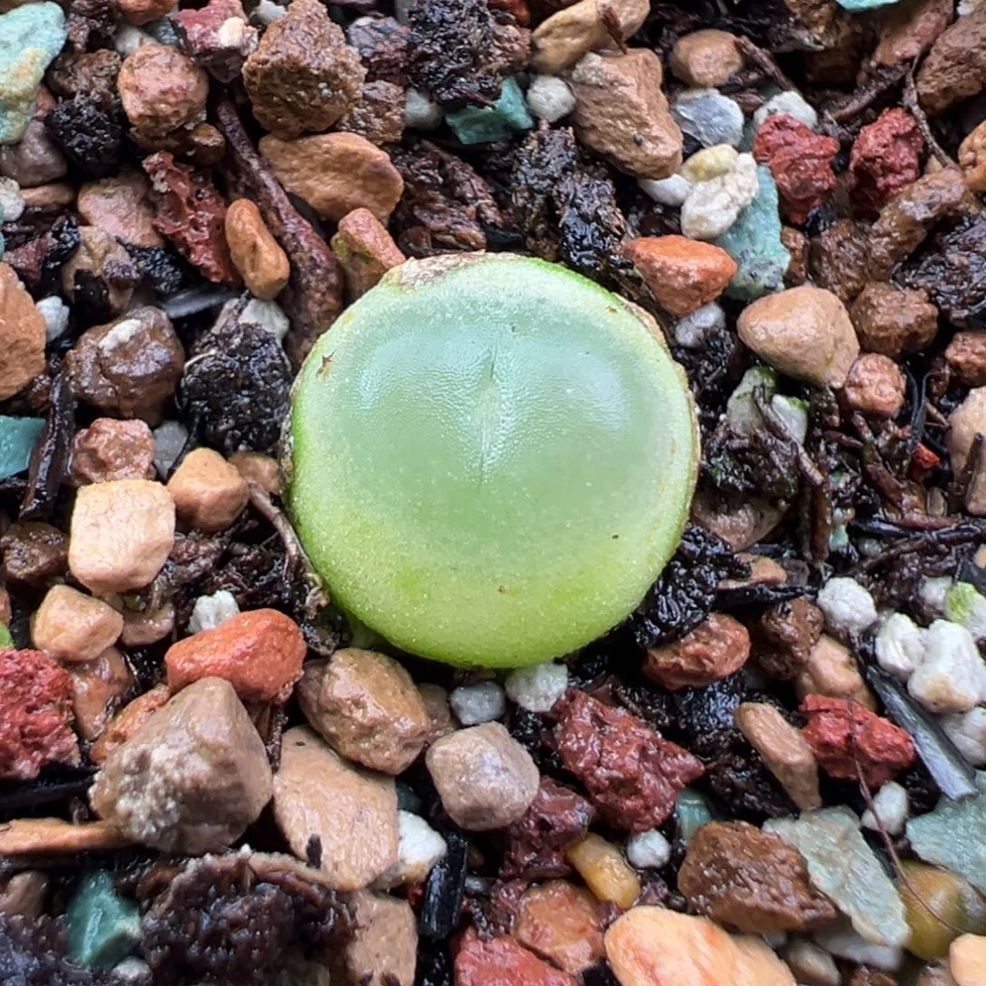 11.22好看的多肉脱土发货093