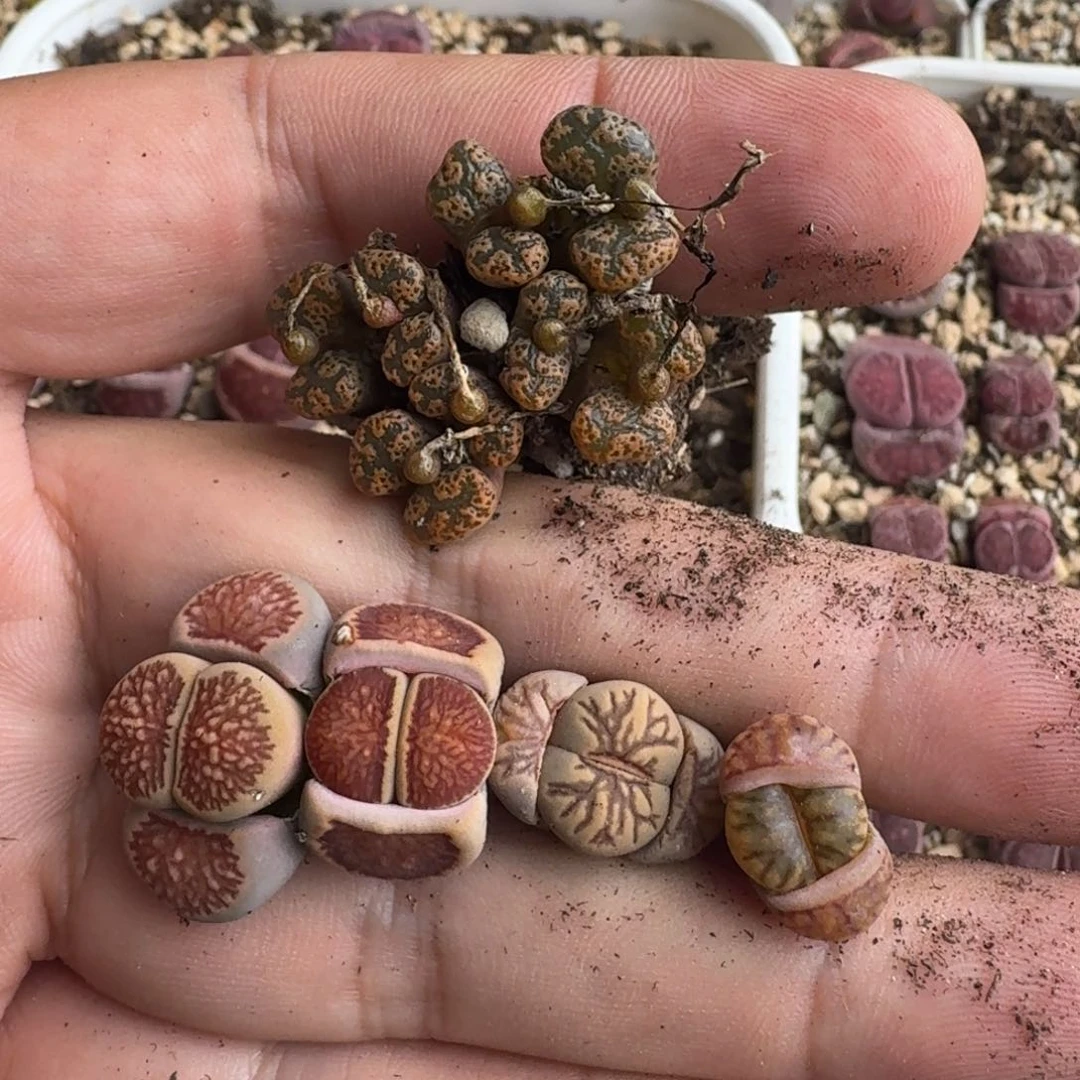 红****5G672勋章美菊线柘榴