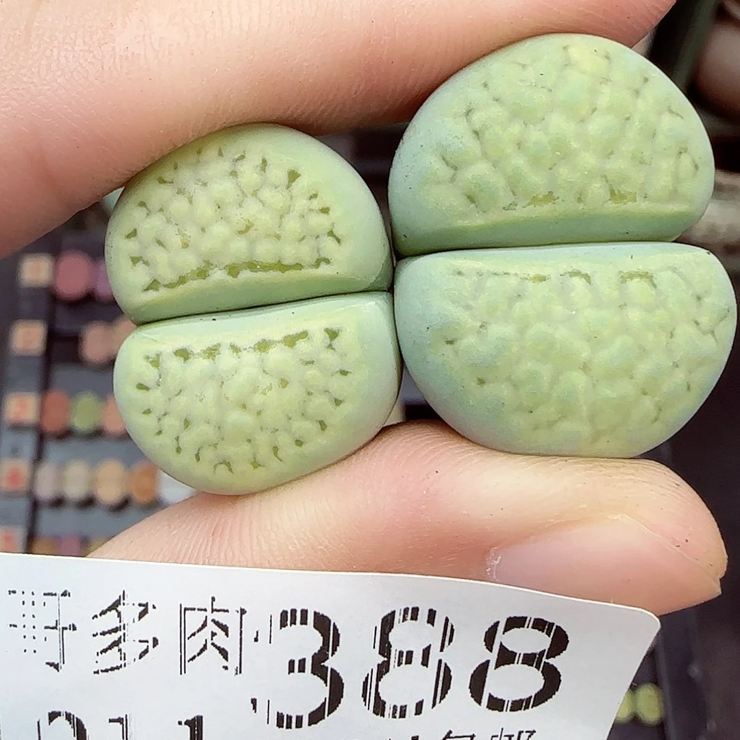 满满18包邮1011-388