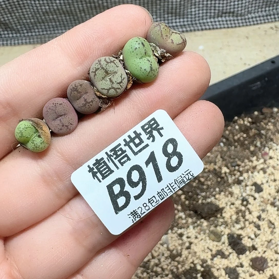 多肉植物的润泽额cv
