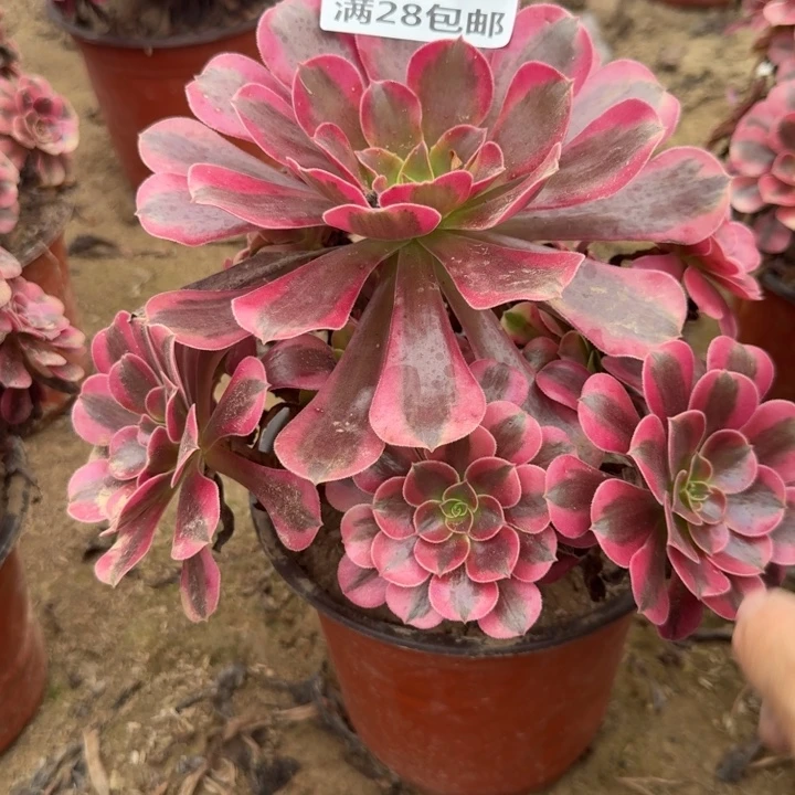 5813二号棚美杜莎A