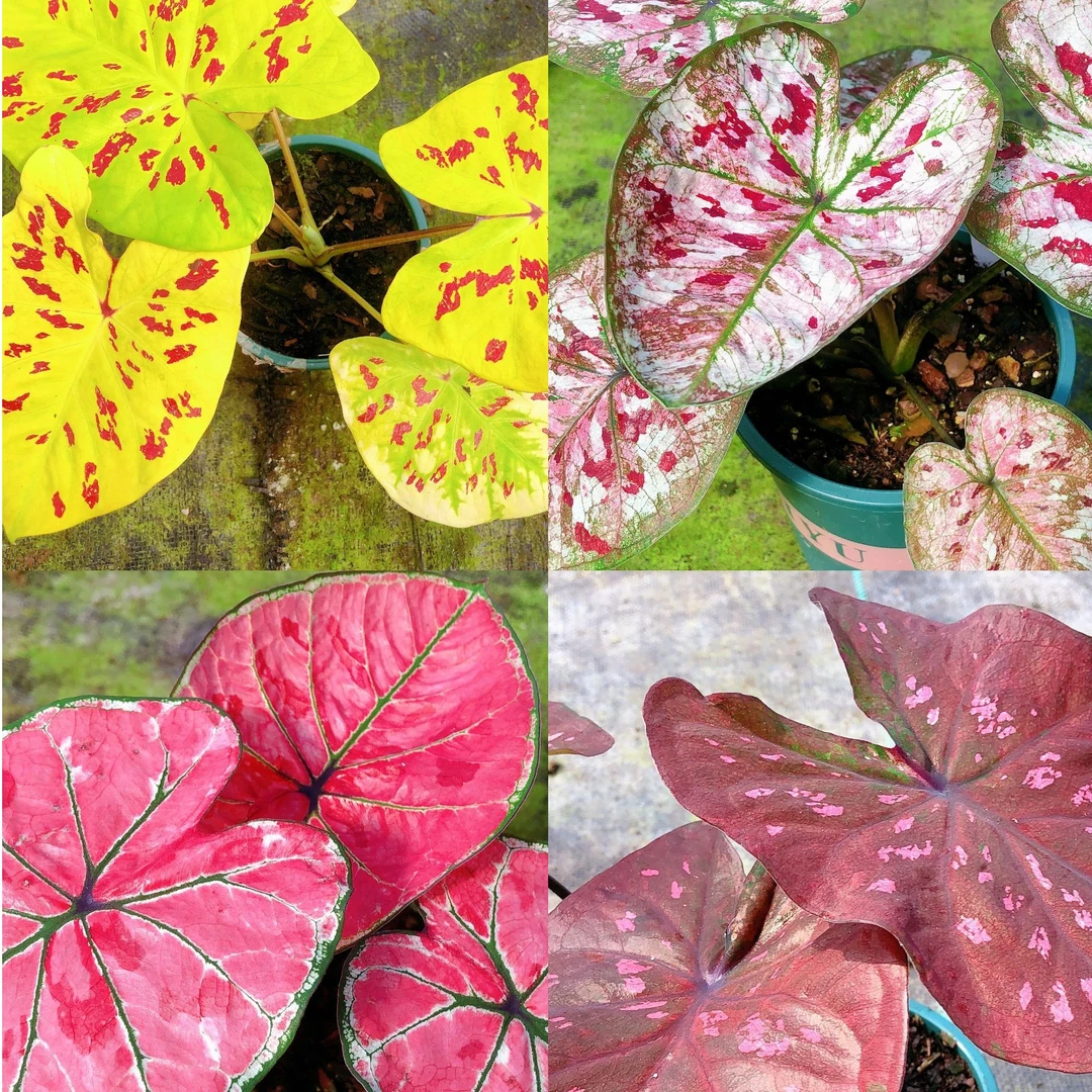 热带植物彩叶芋 一物一拍链接181-210 具体以直播展示为准