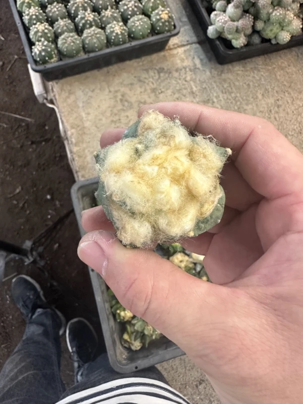 仙人球直播综合链接岩牡丹