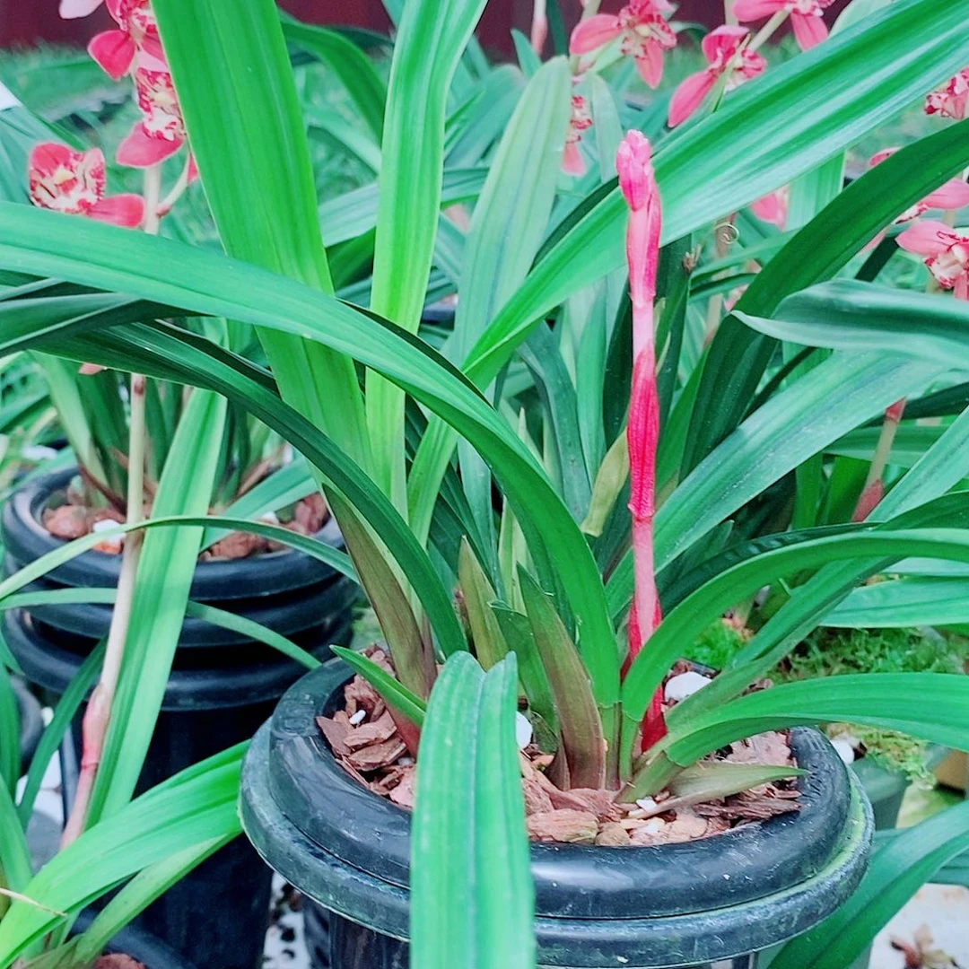 尘***埃全部花苞一物一拍漂亮开花