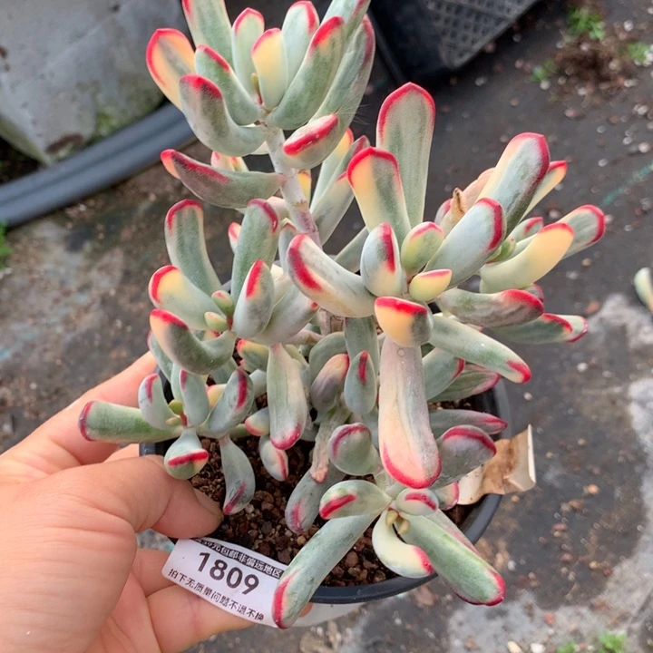 无花朵棒叶福娘锦1809