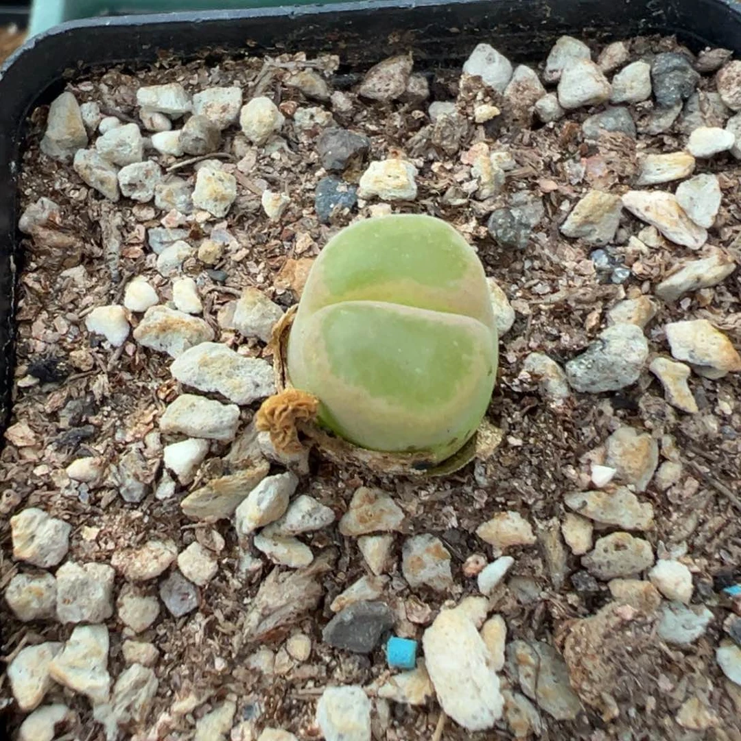 ?****?1-38肉锥多肉植物