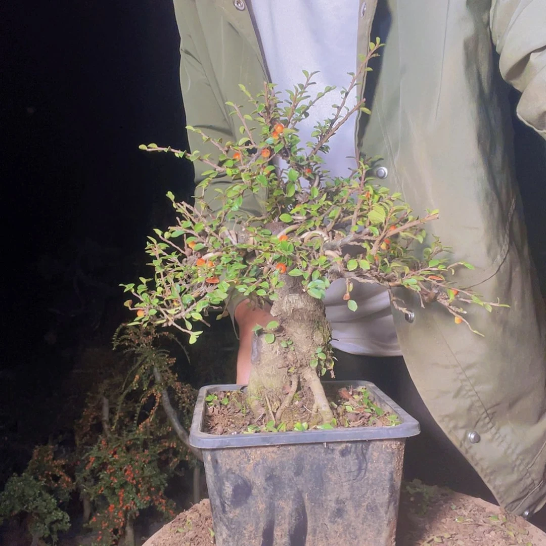 无花朵荀子盆景园区
