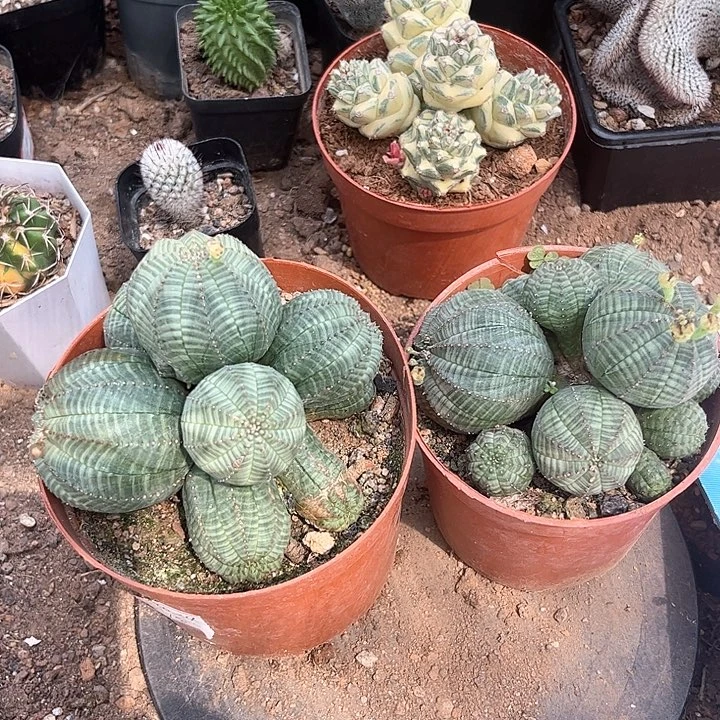 无花朵多头布纹球2个一一一一一