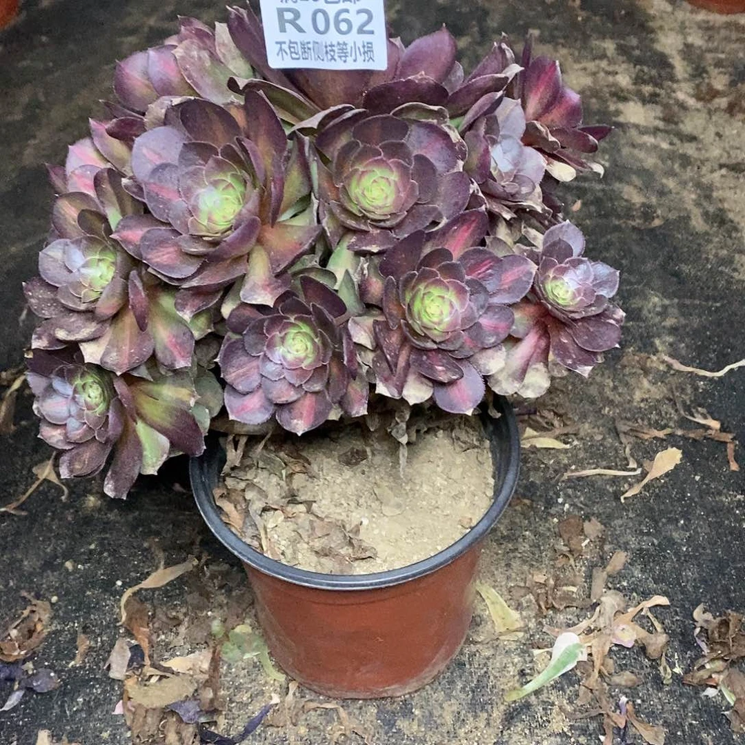 062抹茶多肉法师锦