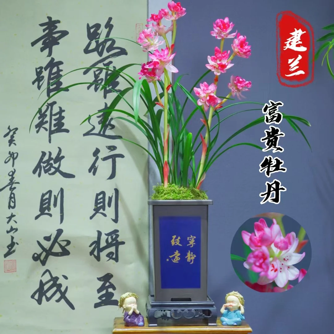 建兰精品[富贵牡丹]带树脂国风盆浓香型适合新手好养四季适宜