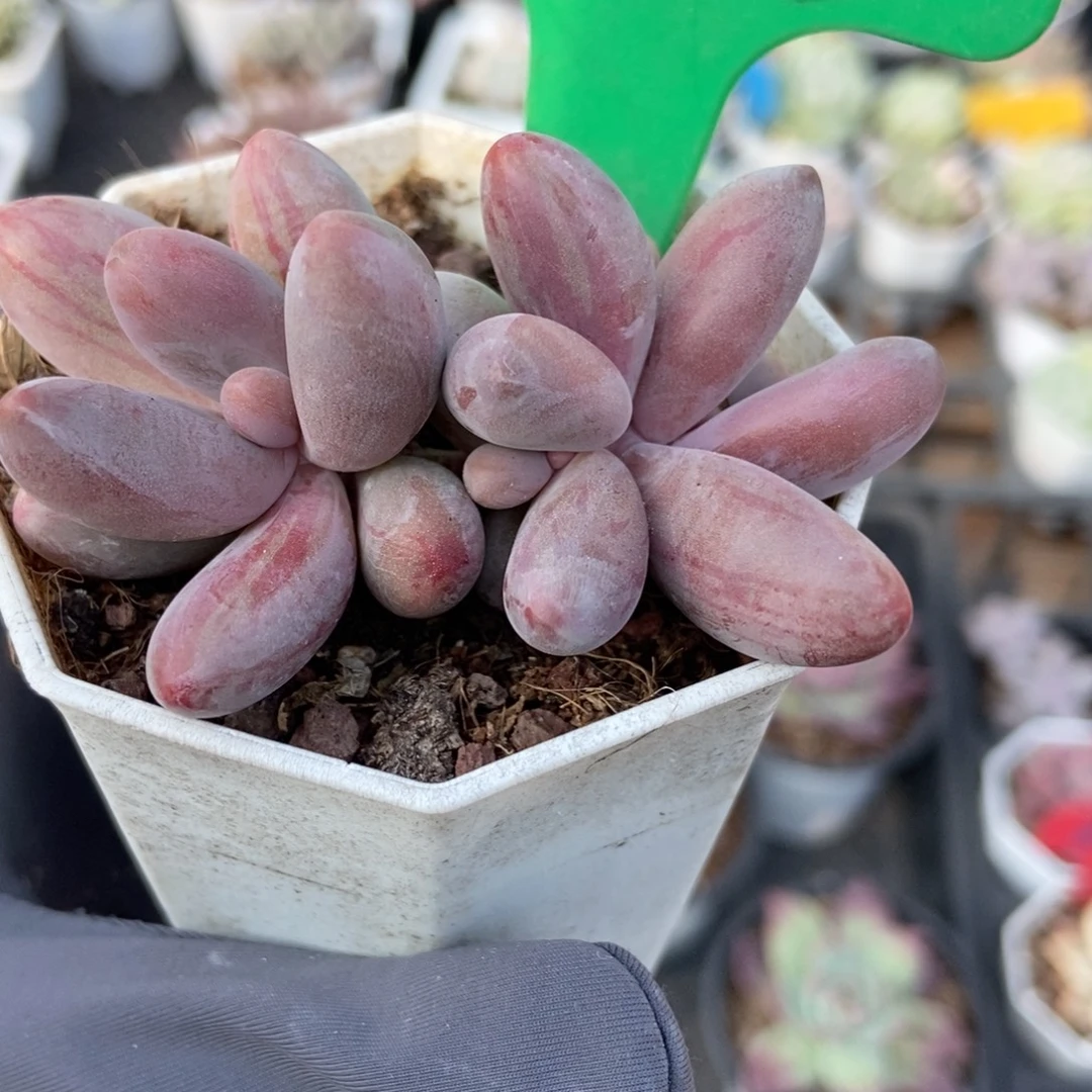 753红手指拉丝锦多肉