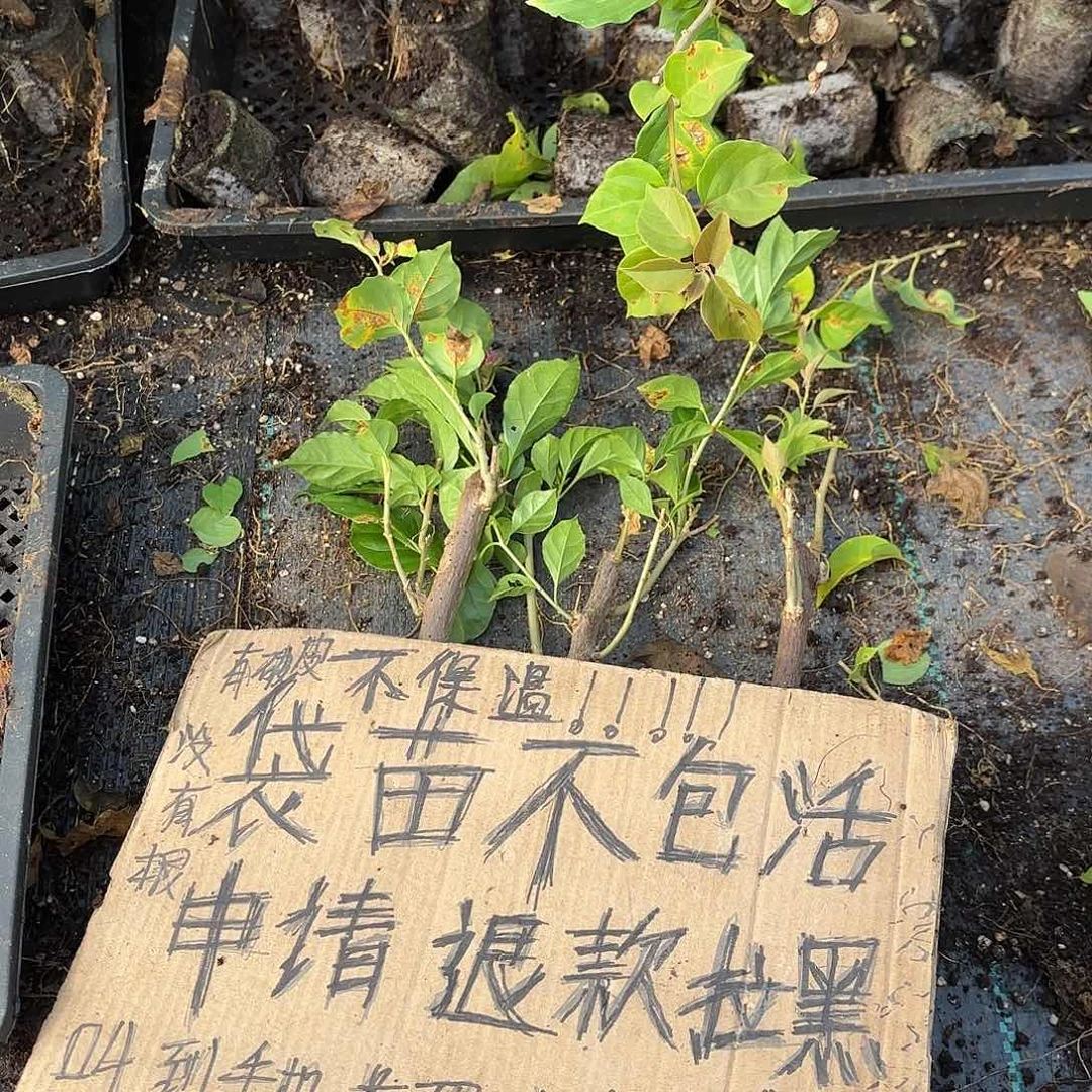 颜***颜无花朵袋苗盲盒三颗不包活10