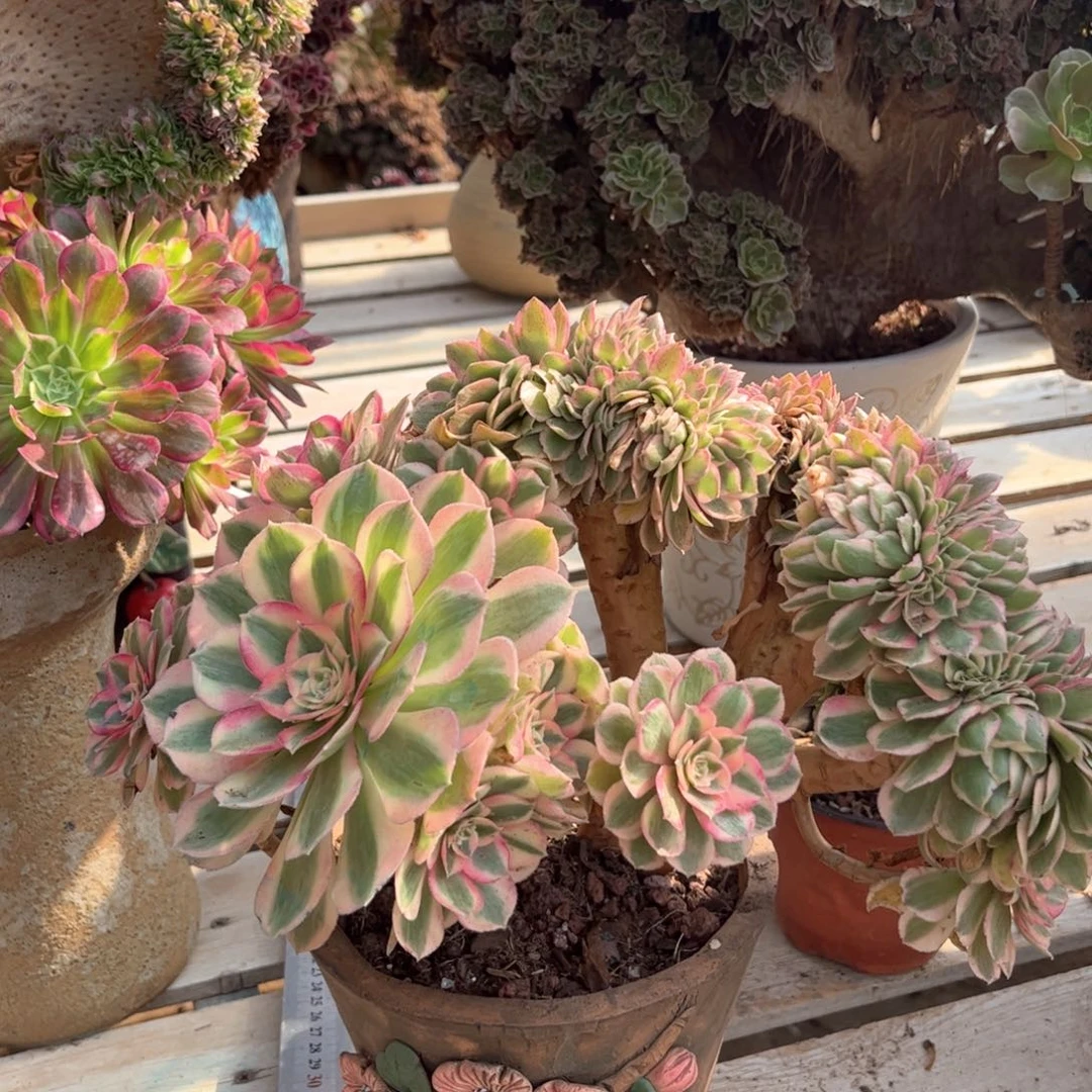 倾城朵朵精品福利