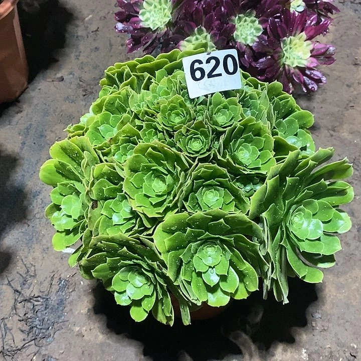 法师植物一物一拍12345678