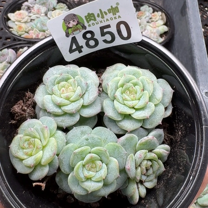 多肉植物多肉植物