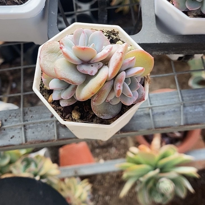 奶茶2445）ui o p l l m m m