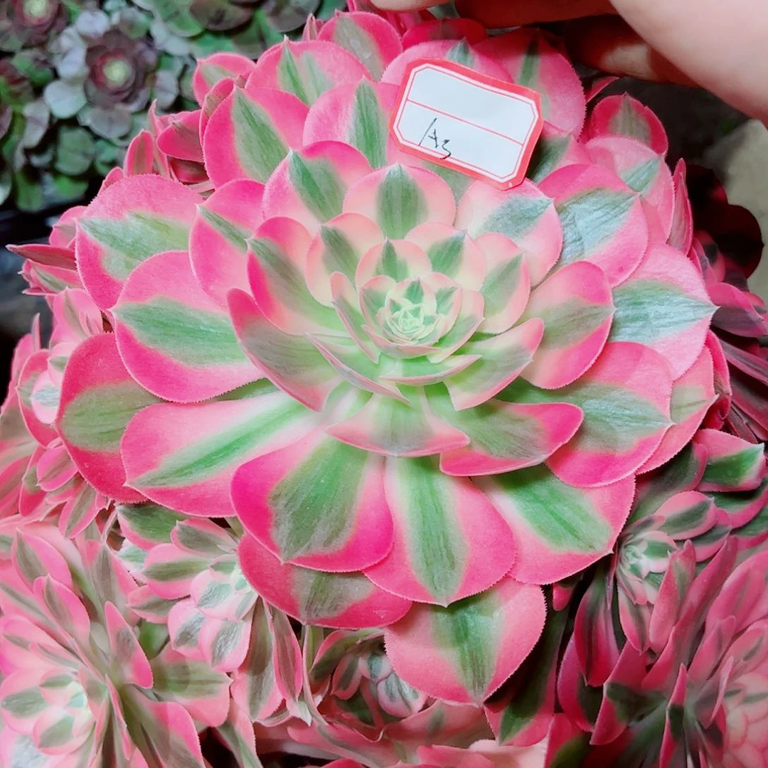 A3多肉植物保护研究所