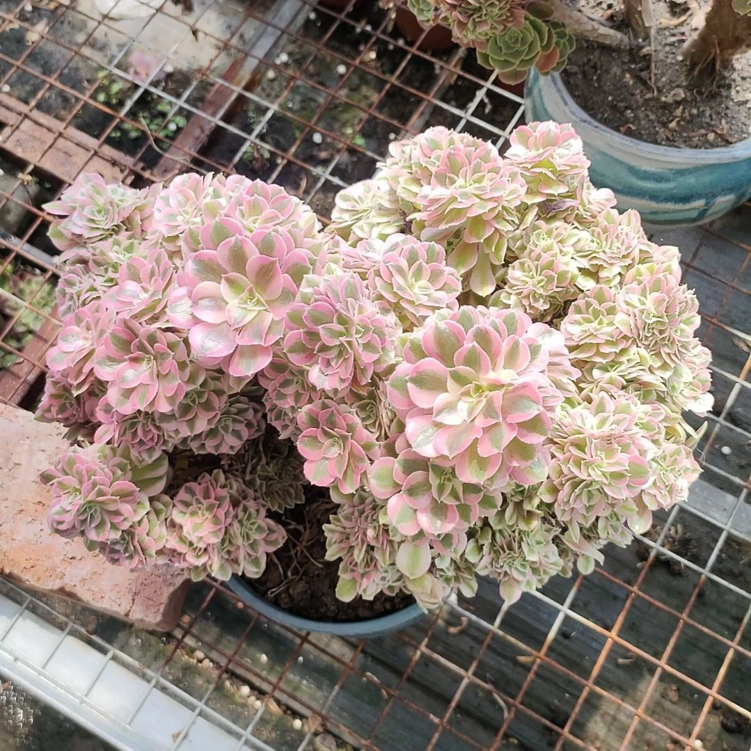 多肉法师锦女巫缀化