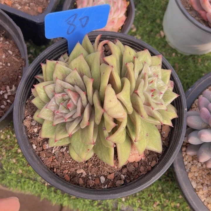 健健康康平平安安