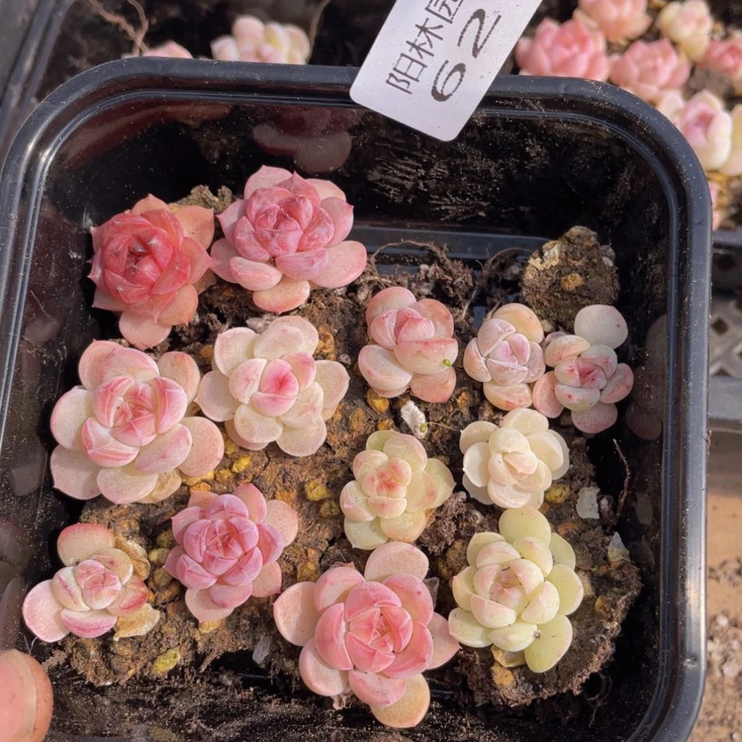 多肉植物多肉植物621