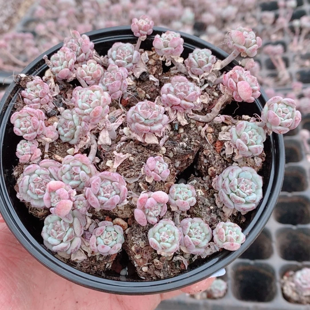 多肉植物精品切糕B447