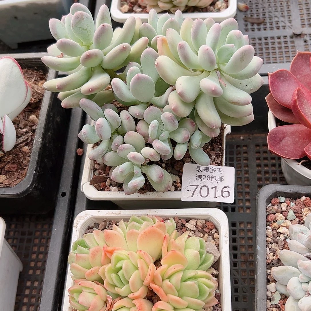 无花朵幸****^多肉一物＿拍7016