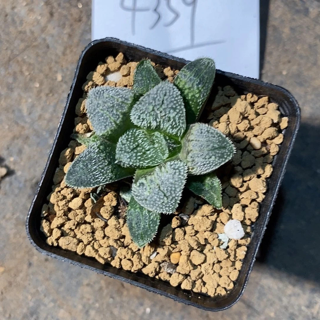 芜***4359。 带盆发。