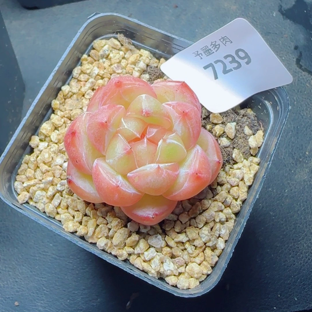 月牙珍妮，7239多肉植物