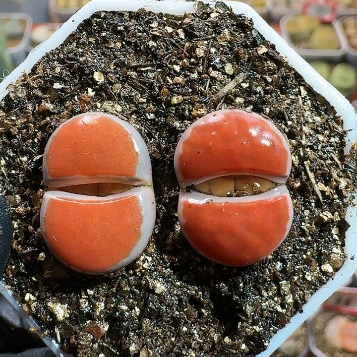 生石花1111111。  111