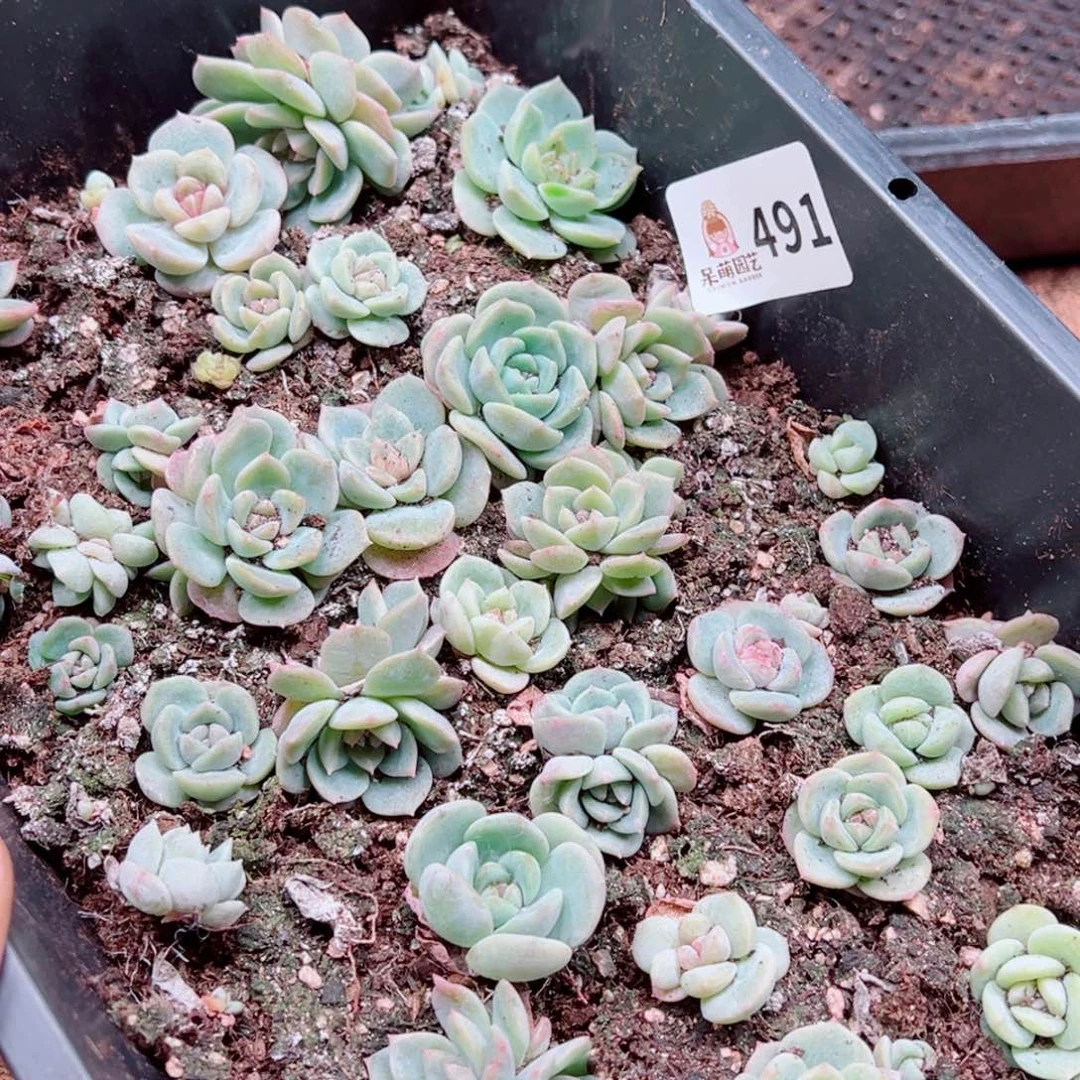 多肉植物多肉植物
