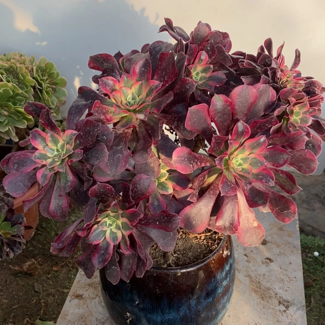 美杜莎缀化1颗多肉1073号