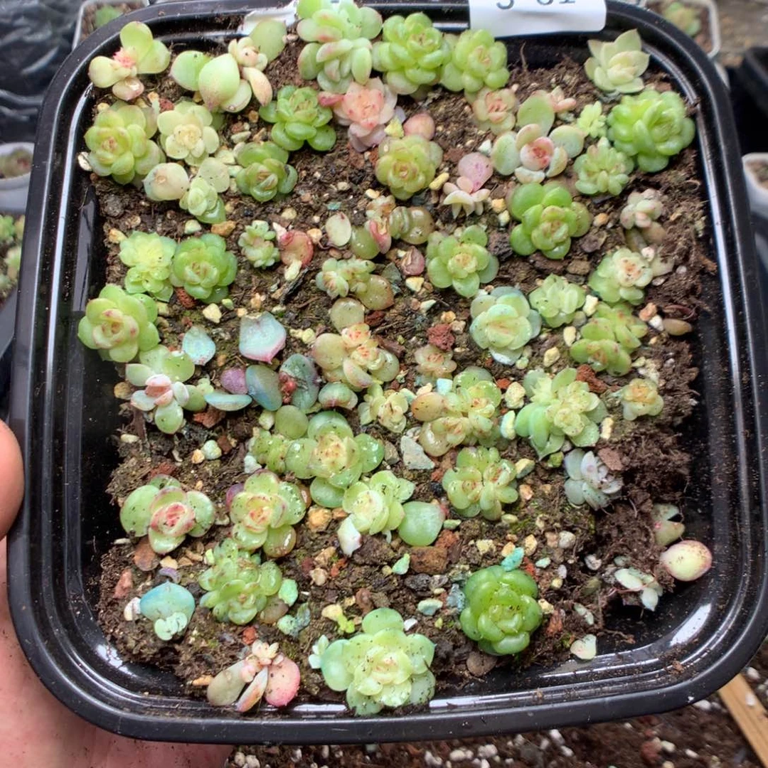 l***a无花朵S81英语英语