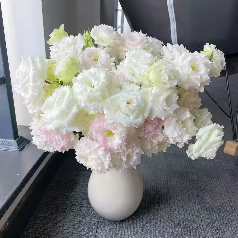 冰淇淋洋桔梗（包邮） 不做隔夜花 东北鲜花现采现发