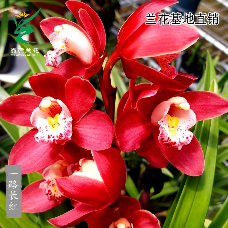 翁源兰花苗大花蕙兰红花一路长红开花大浓香好养室内花卉盆栽