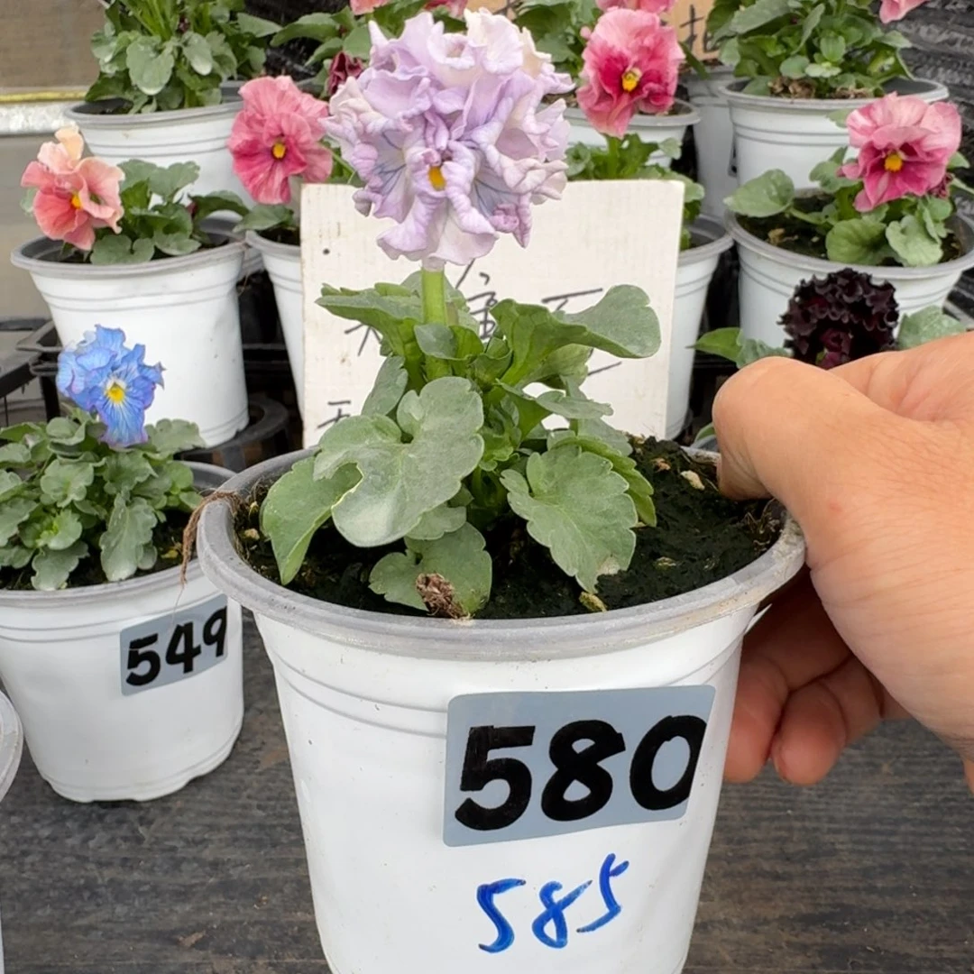 全部花朵580号礼服585